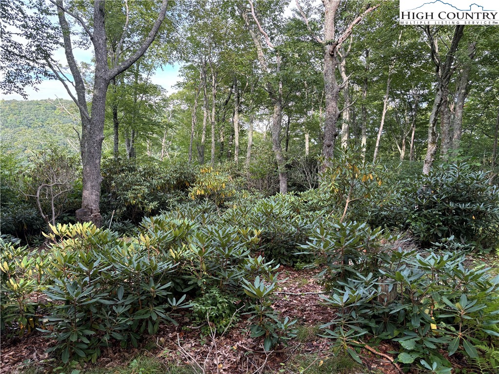 a view of a garden with plants and trees