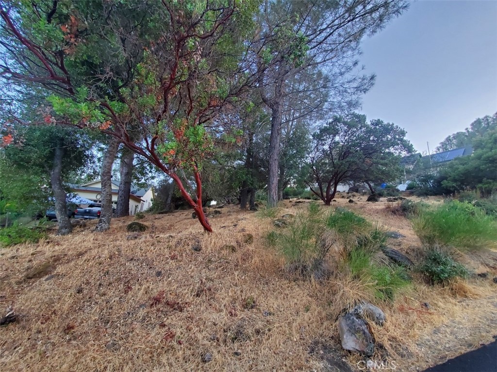 a view of a forest filled with trees