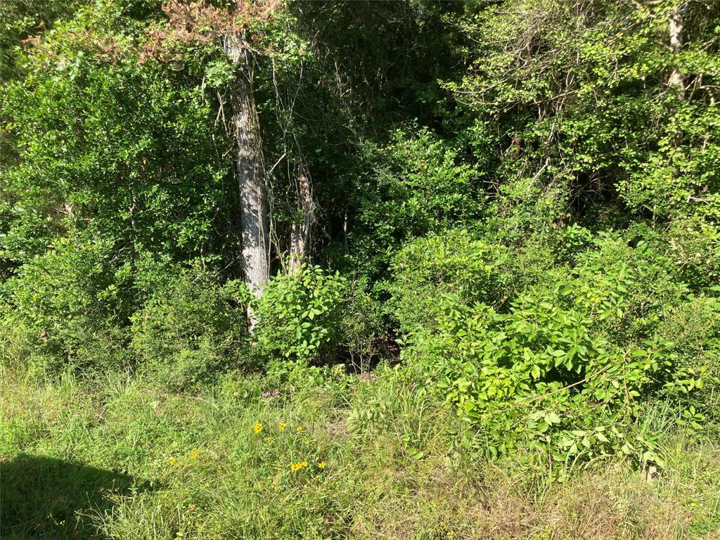 a view of a lush green forest