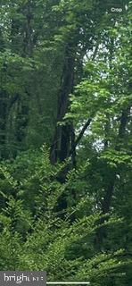 a view of a lush green space