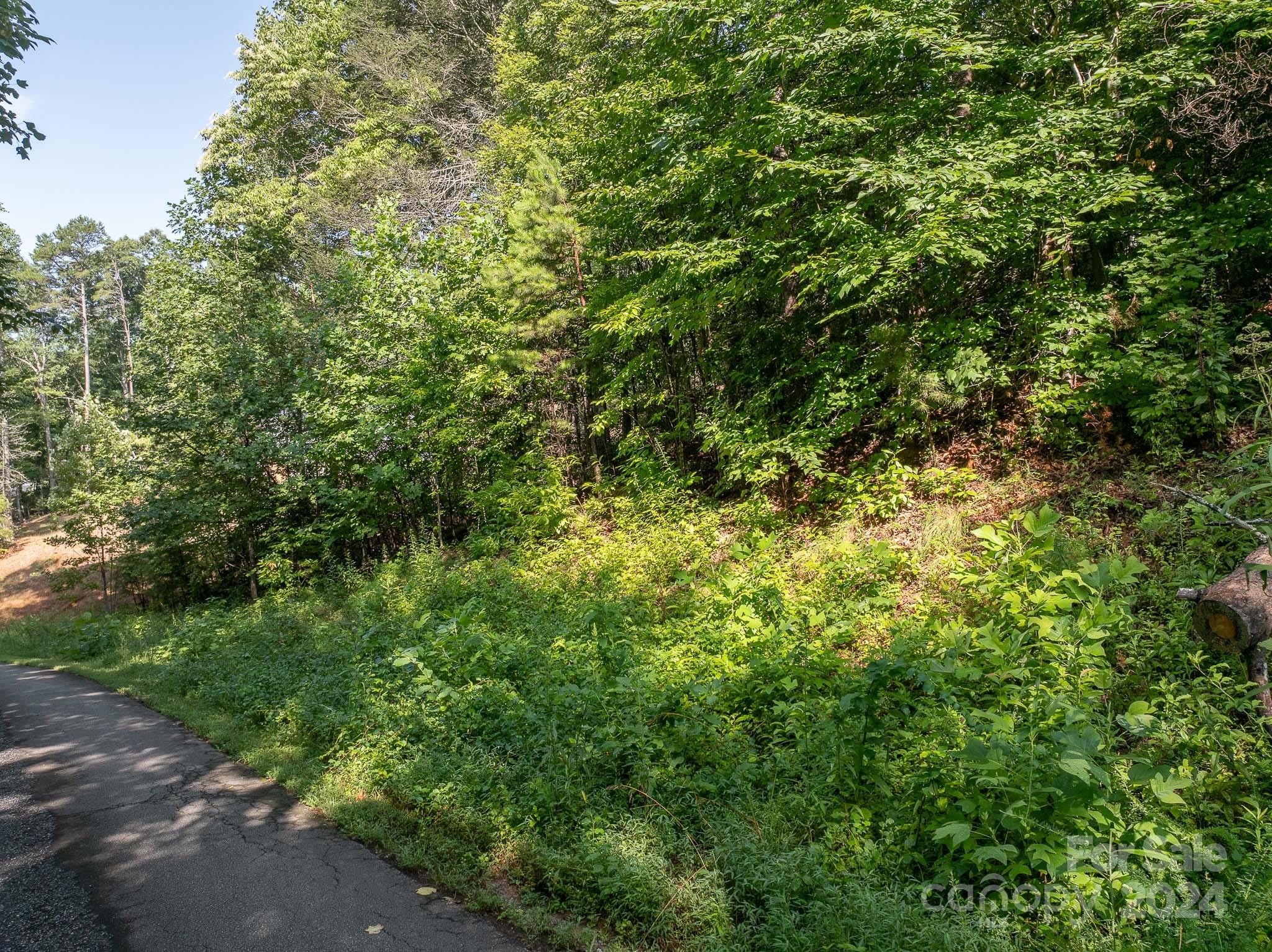 a view of a lush green forest with large trees