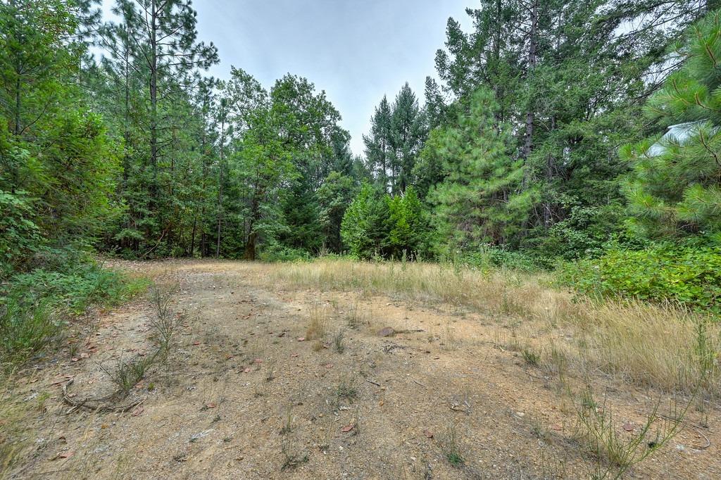 a view of a forest with a tree