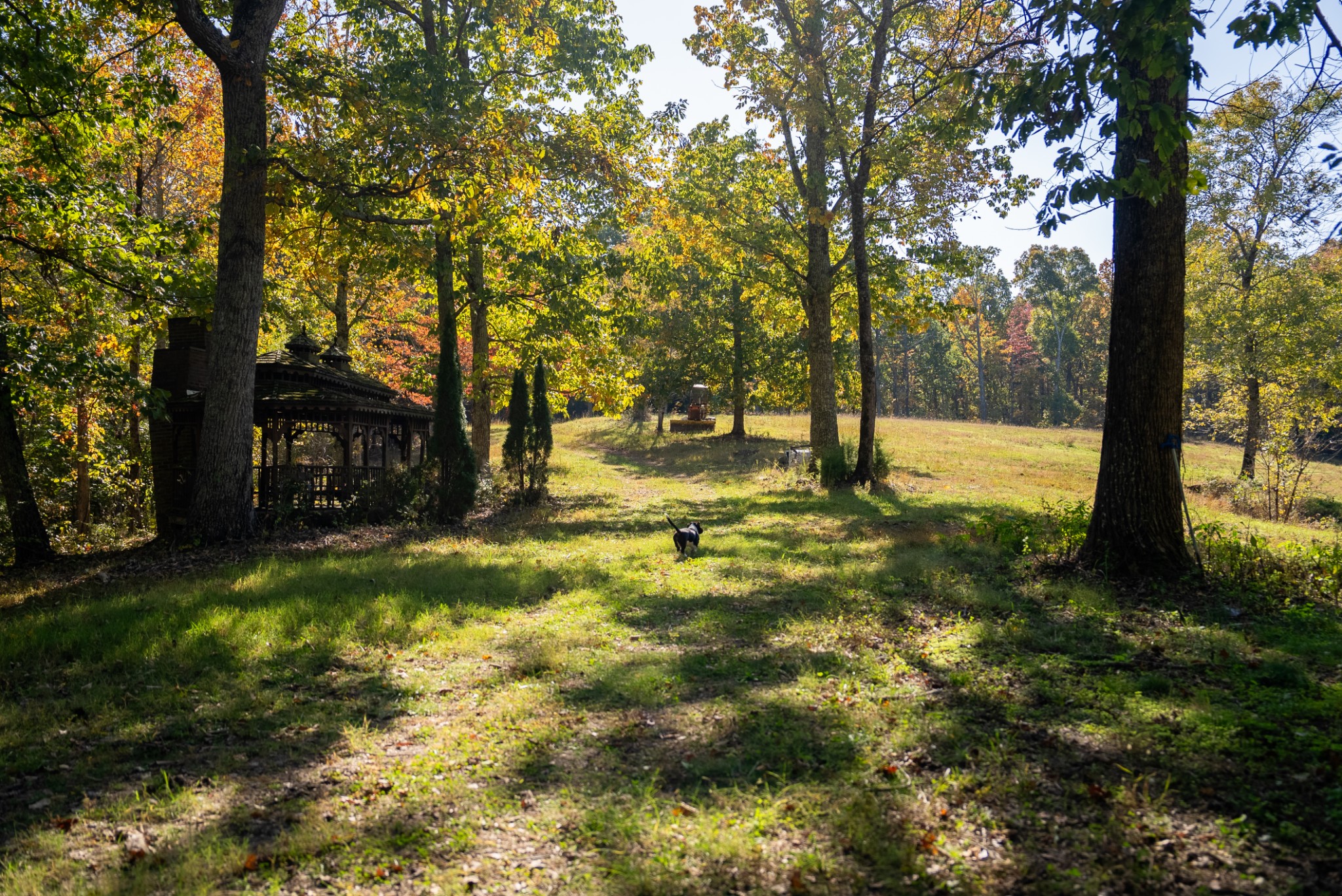 a view of yard with trees