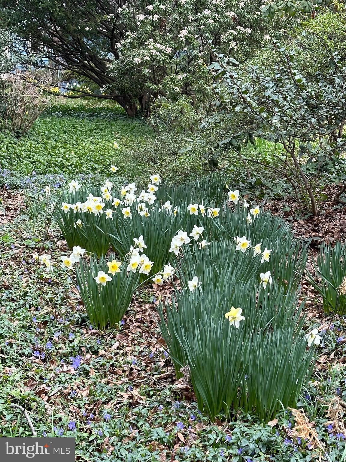 a view of a garden