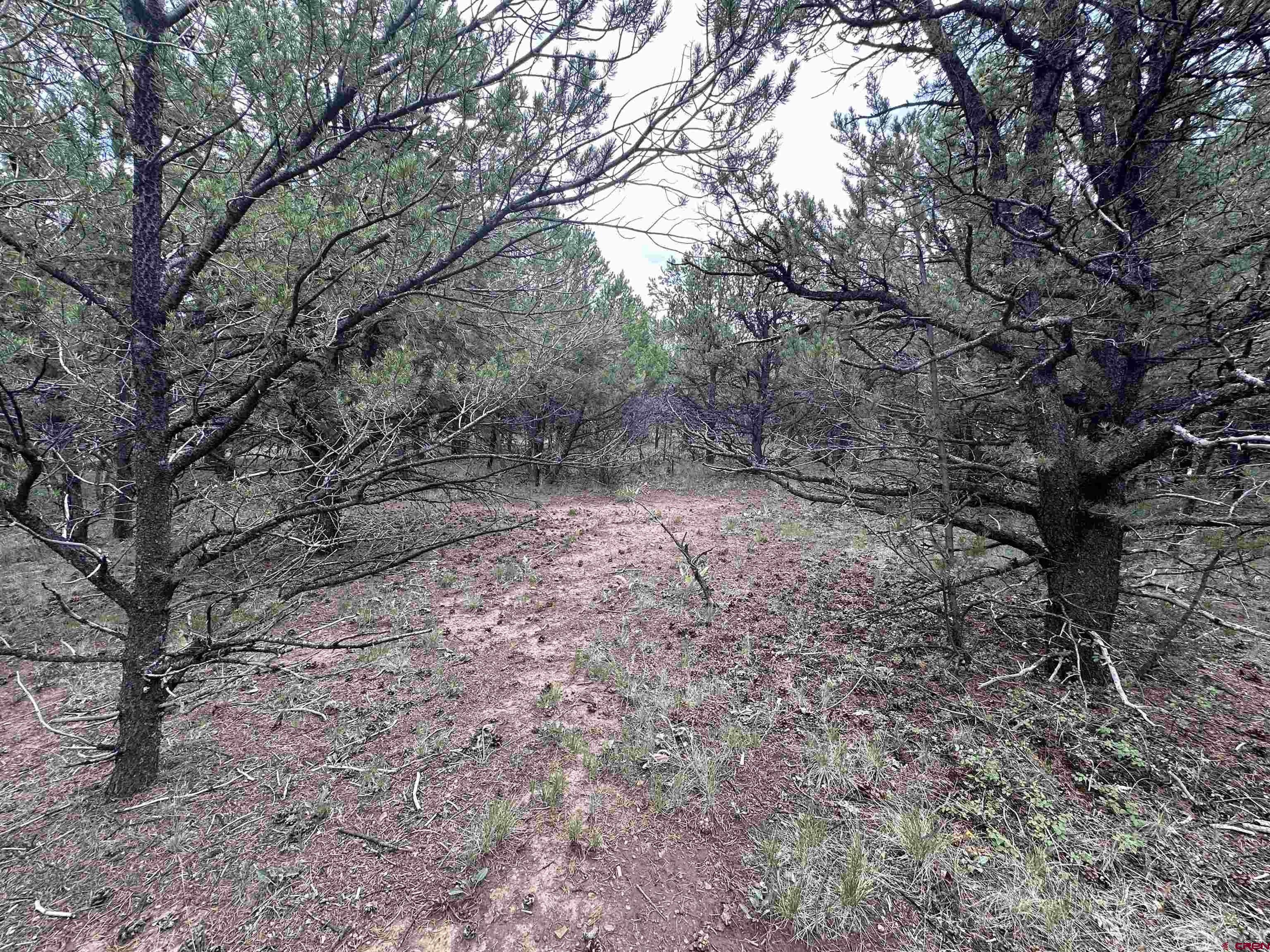 a view of a yard with large trees