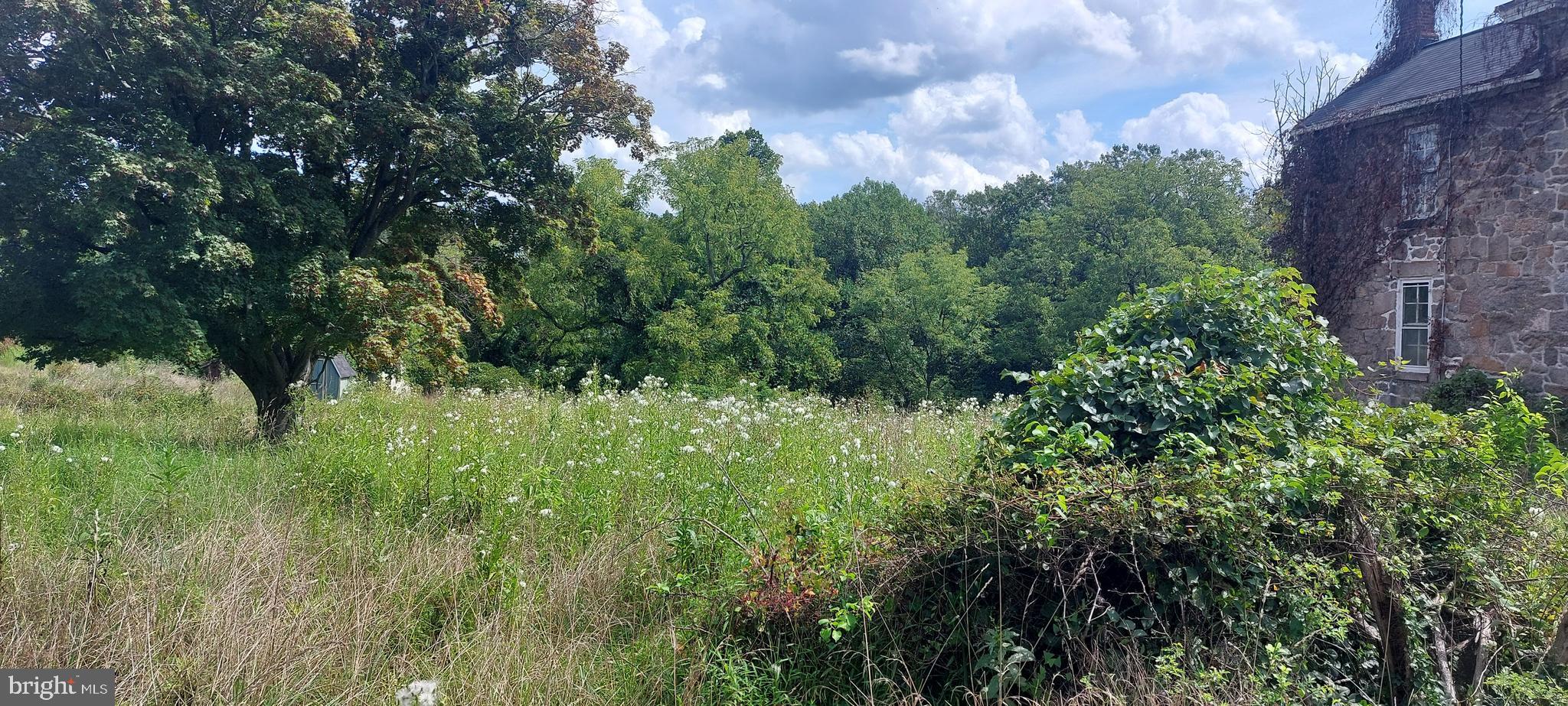 a view of a lush green space