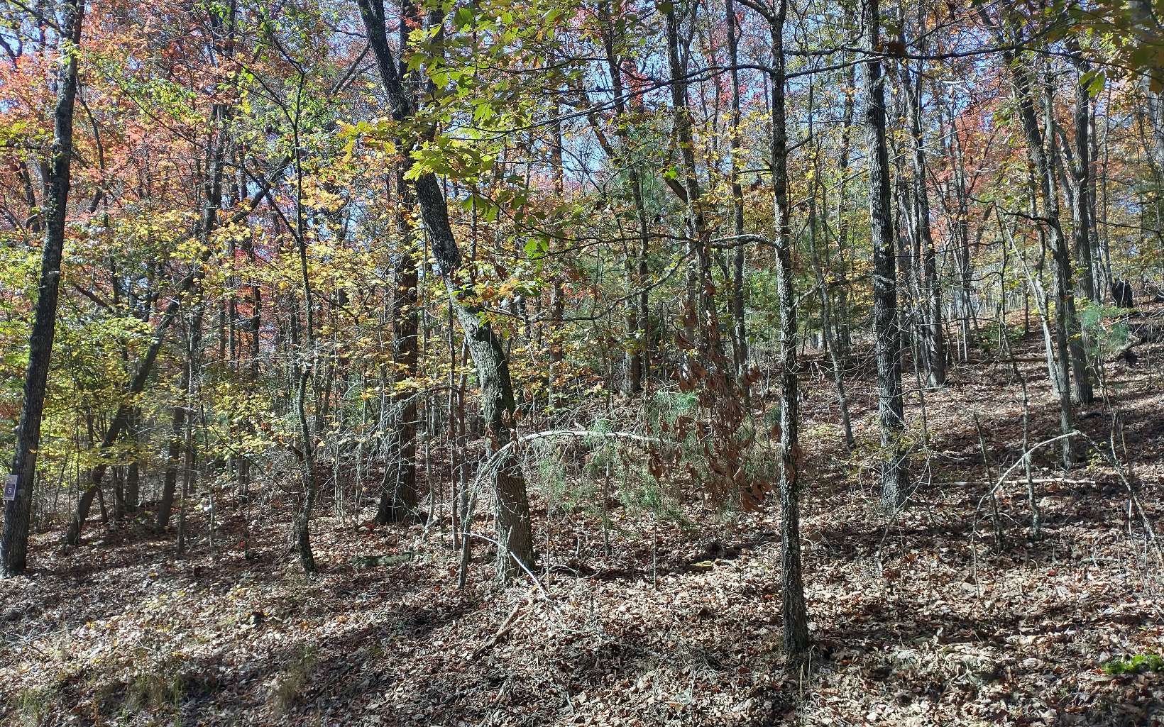 a view of a yard with large trees