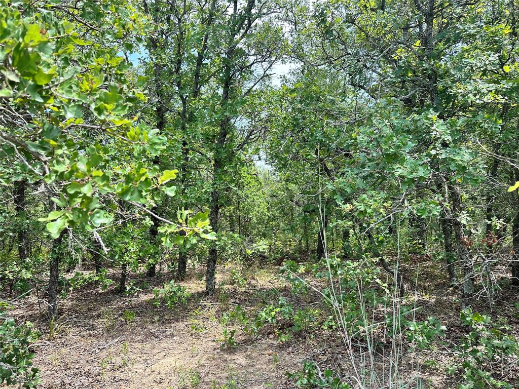 a view of a forest with lots of trees