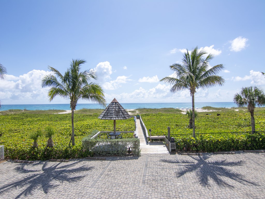 a view of three palm trees