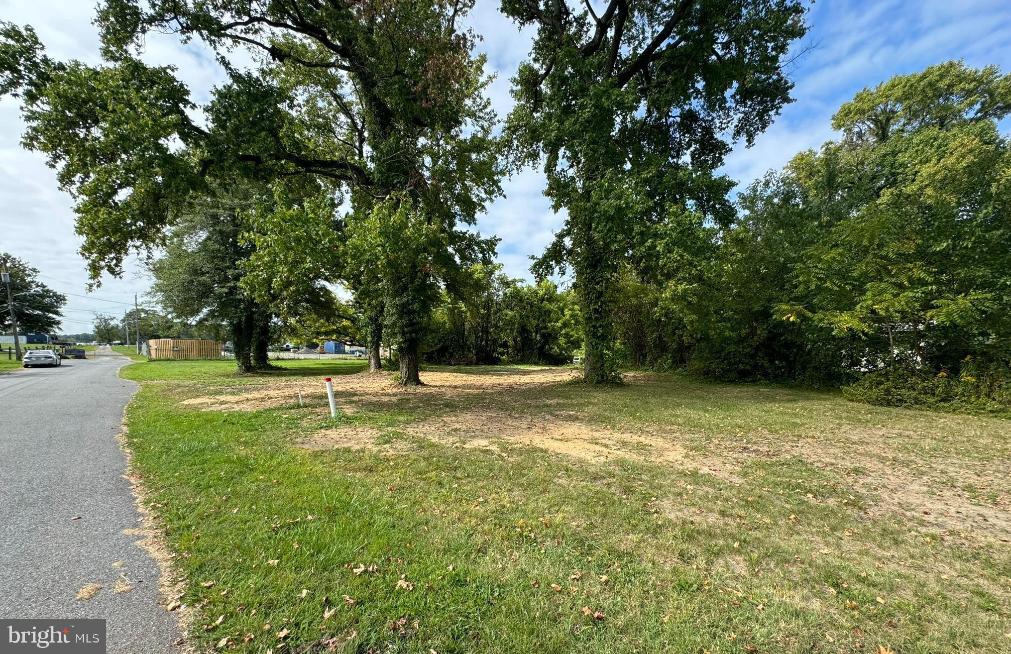 a view of a tree in a yard