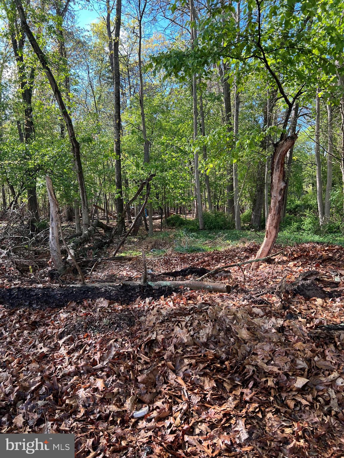 a view of a backyard with trees