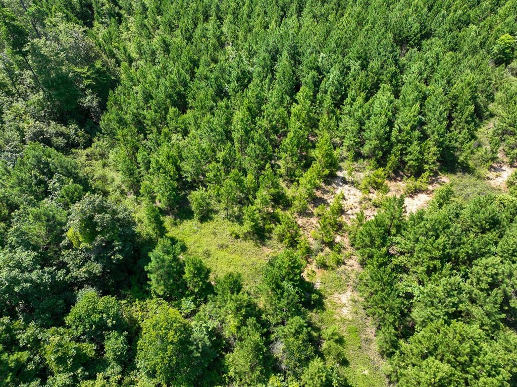 a view of a lush green forest