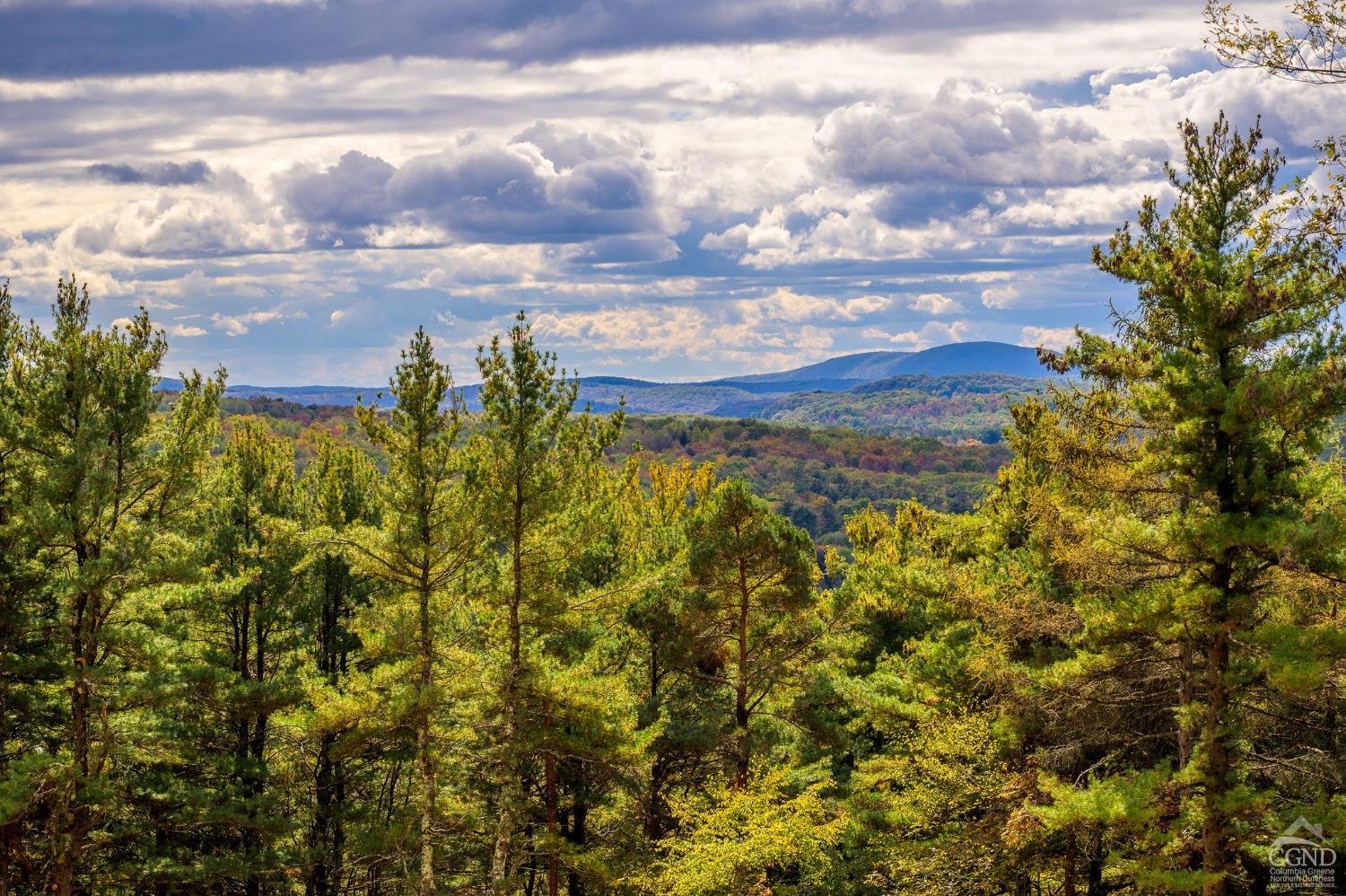 a view of a bunch of trees