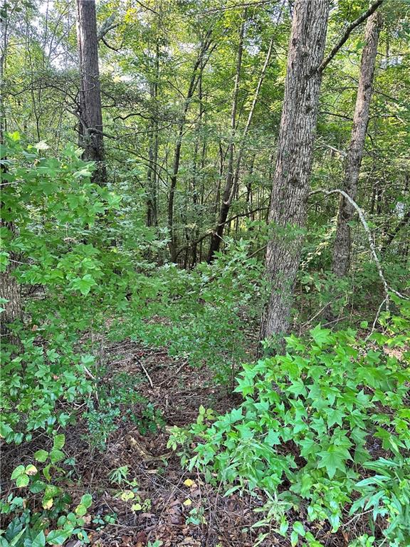 a view of a lush green forest