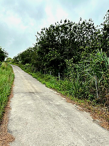 a view of a garden with pathway