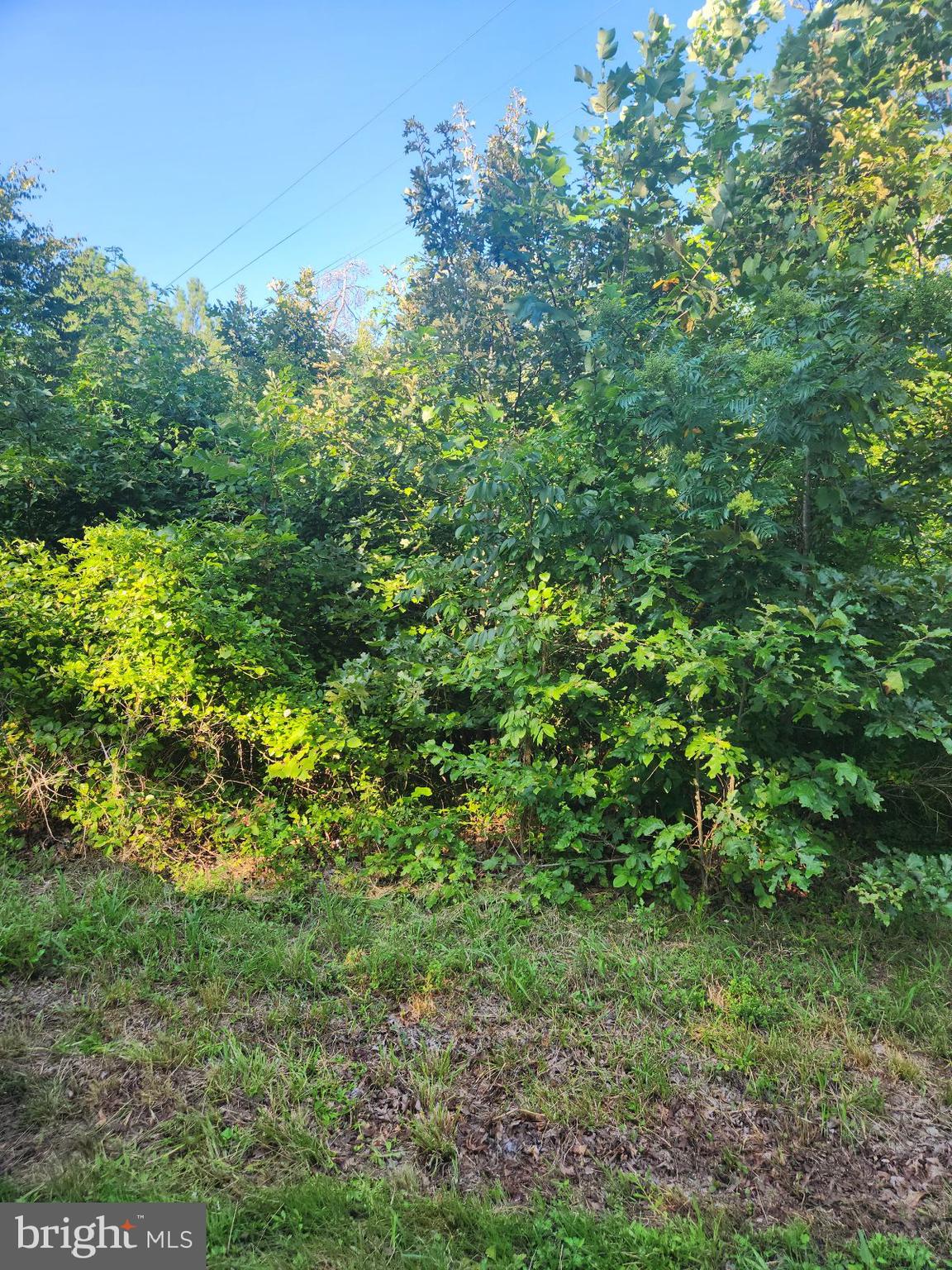 a view of a lush green forest