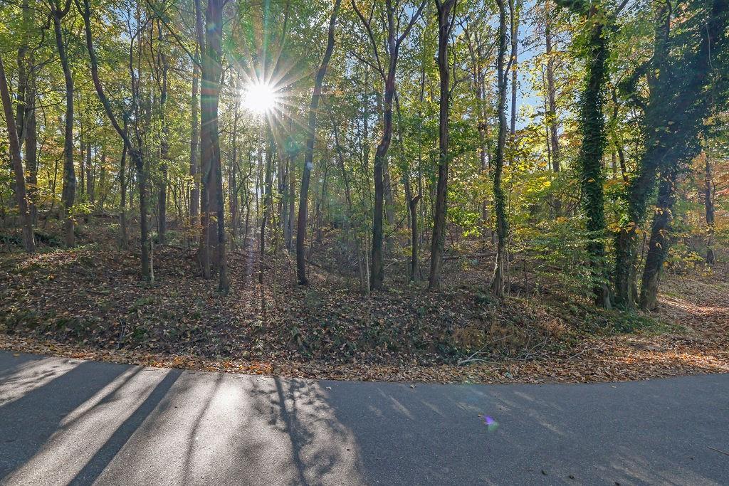 a view of a forest with trees