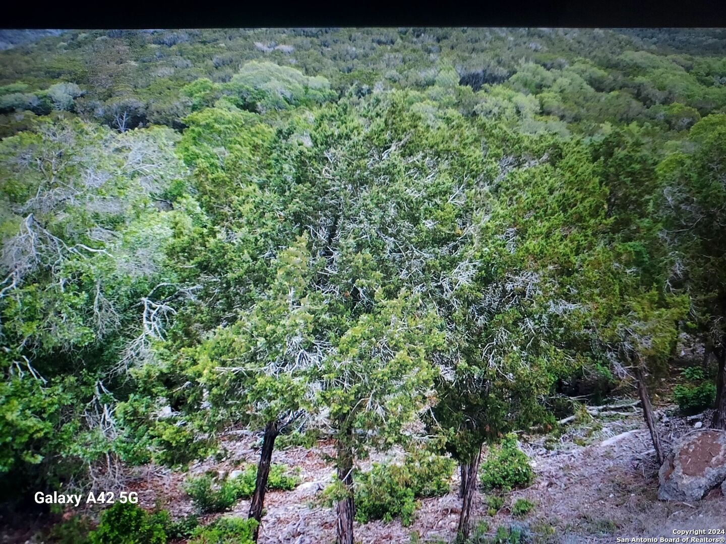 a view of a lush green forest with lots of trees