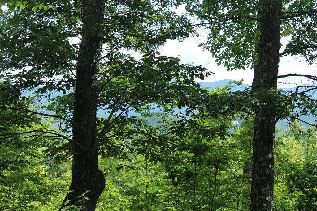 a view of tree