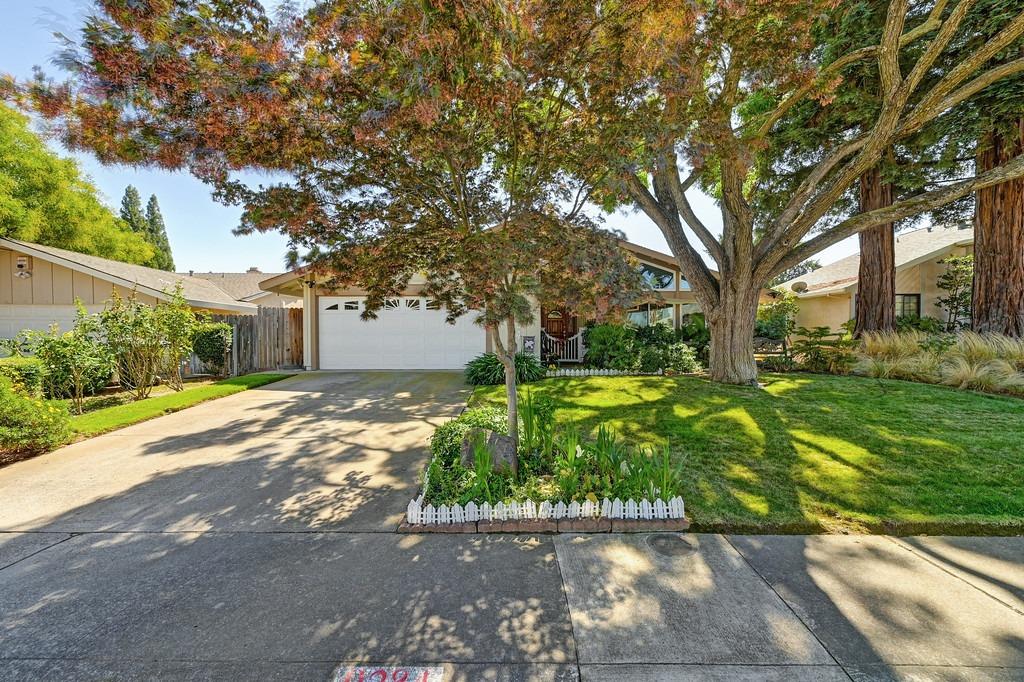 45 Year Old healthy Modesto Ash tree in its glory!