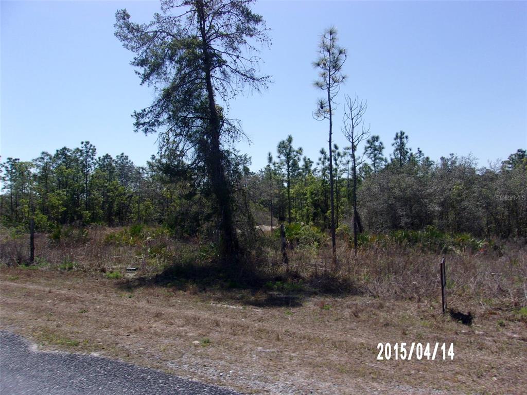 a view of a forest with trees