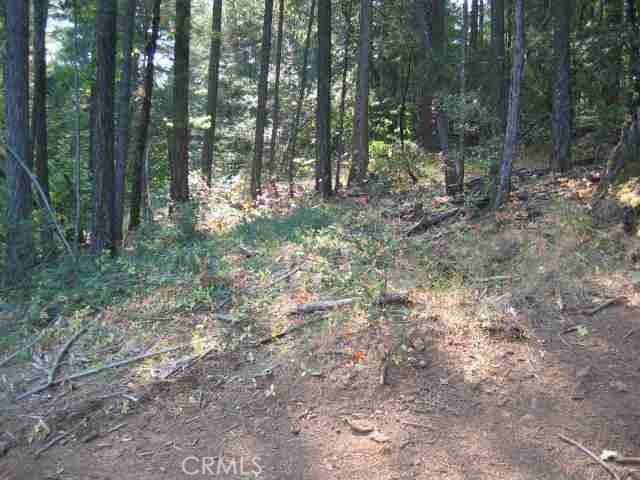 a view of a forest with trees in the background