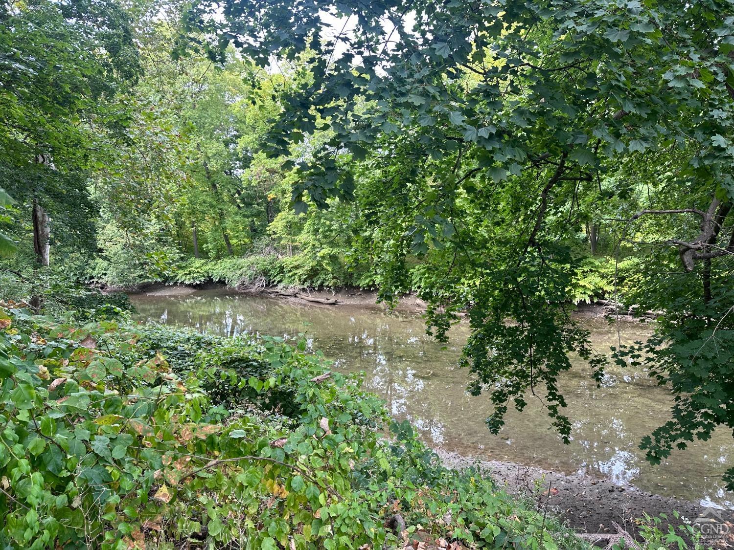 a view of a forest with a tree