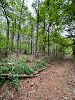 a view of a forest with trees