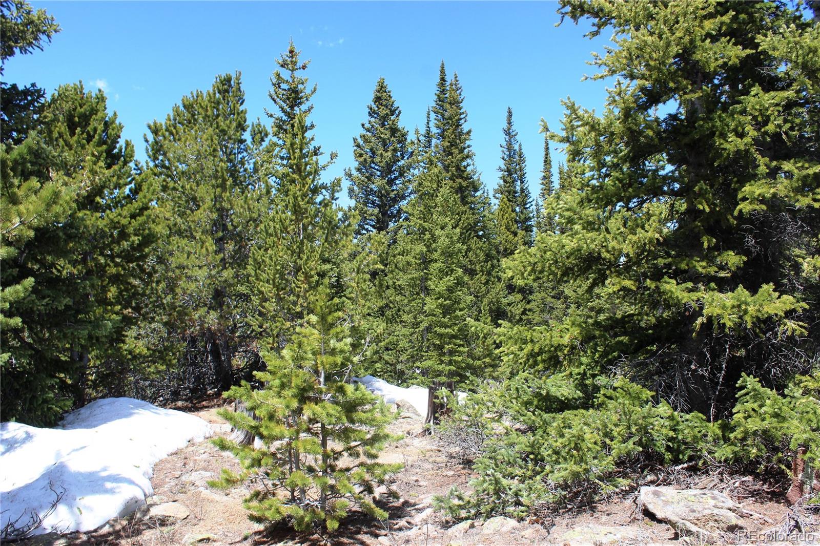 a view of a bunch of trees