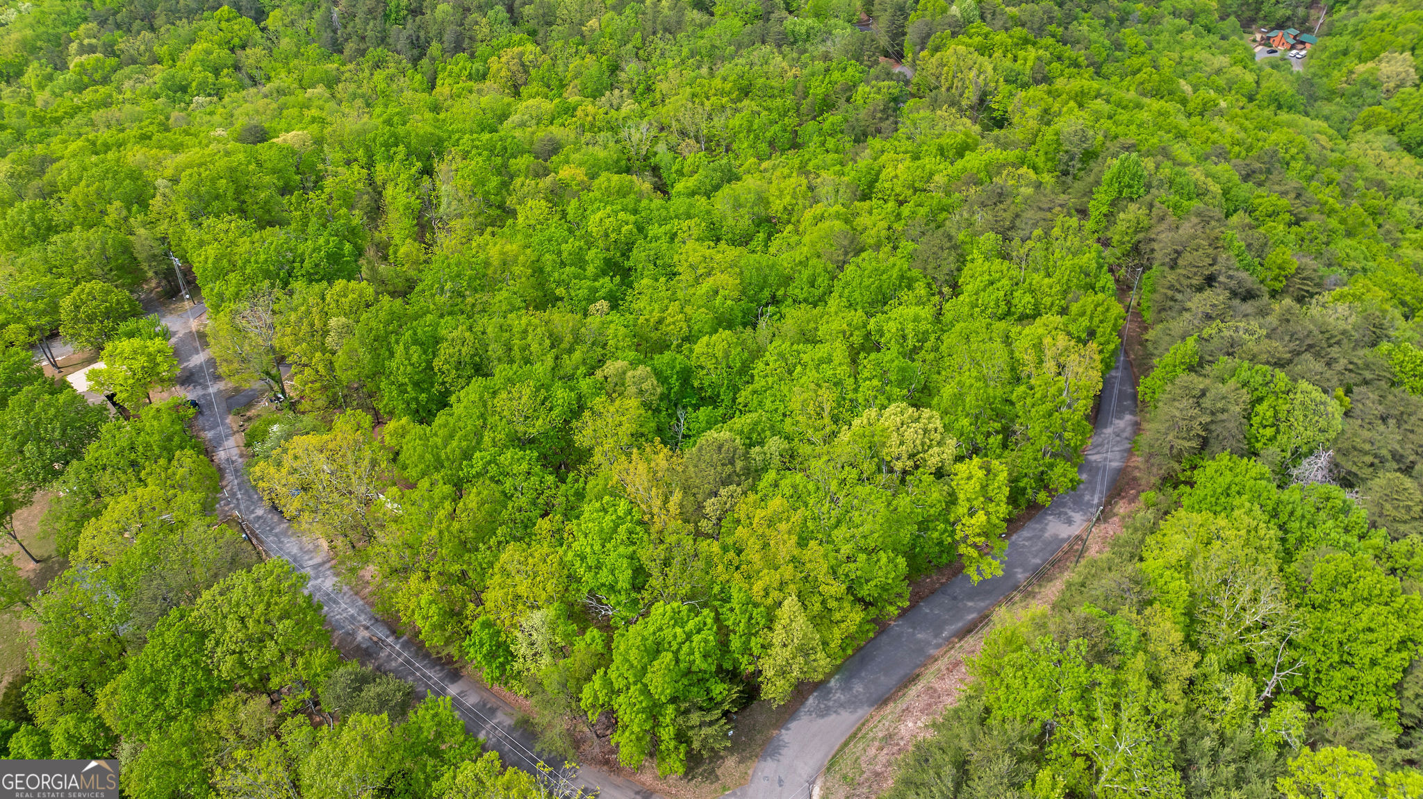 a view of a lush green forest