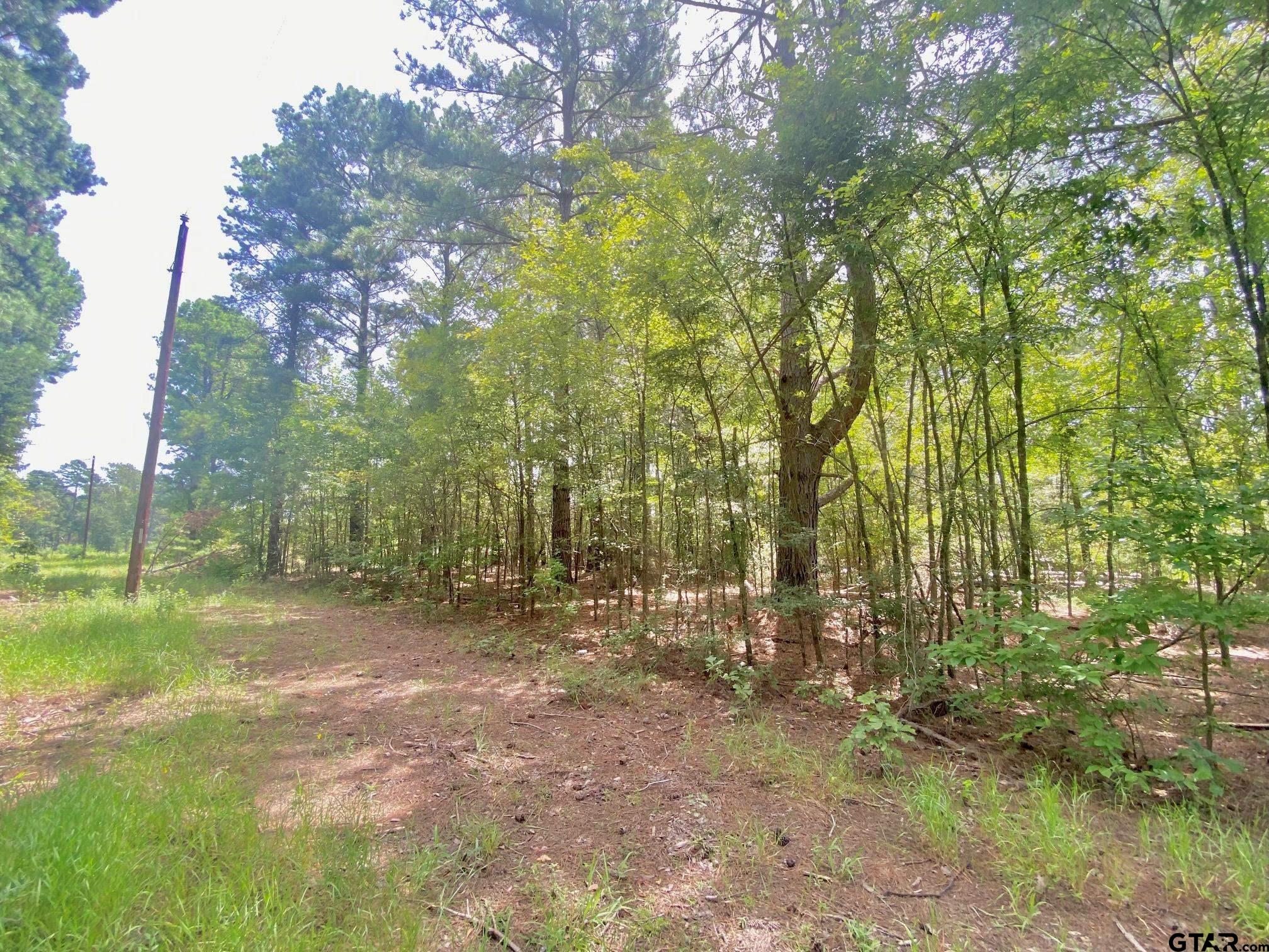 a view of a forest with trees