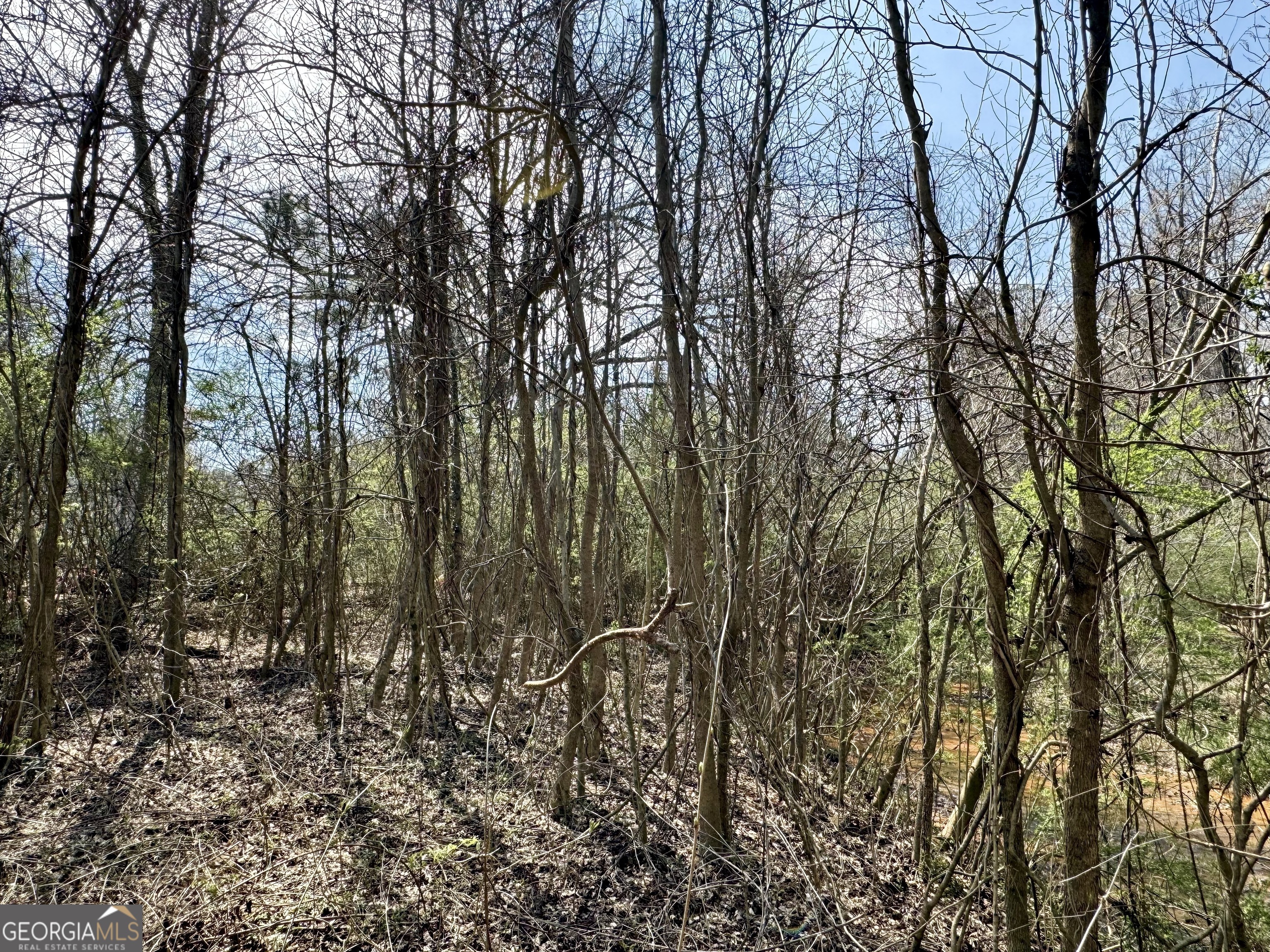 a view of a forest with lots of trees