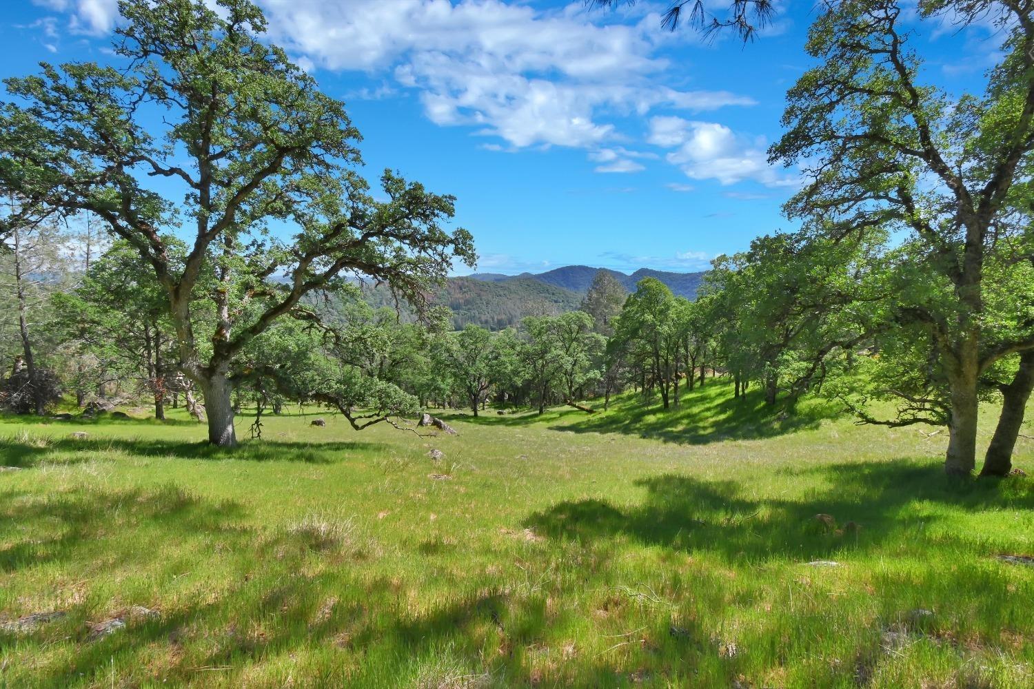 a view of grassy field with trees