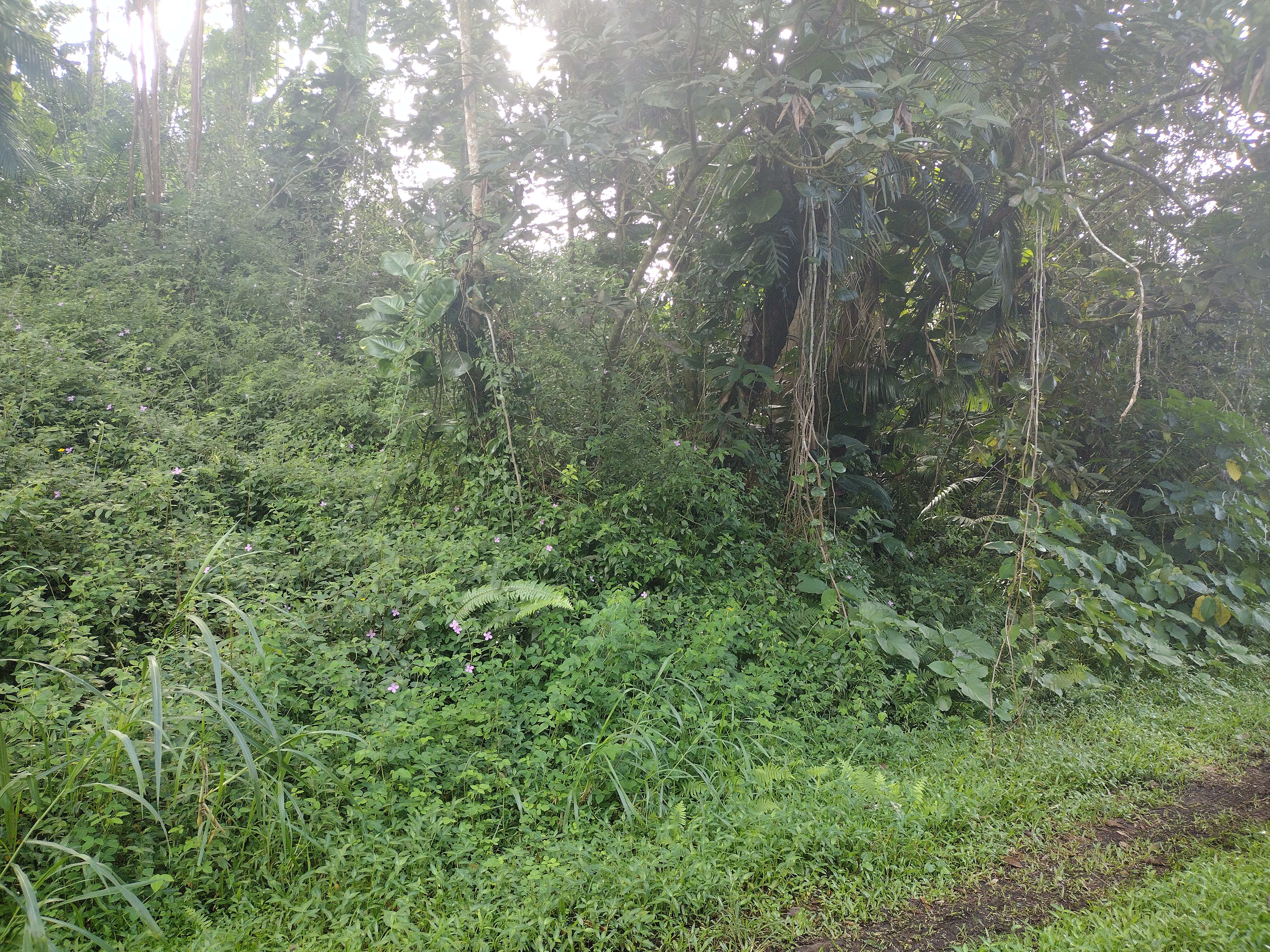 a view of a forest with lots of trees