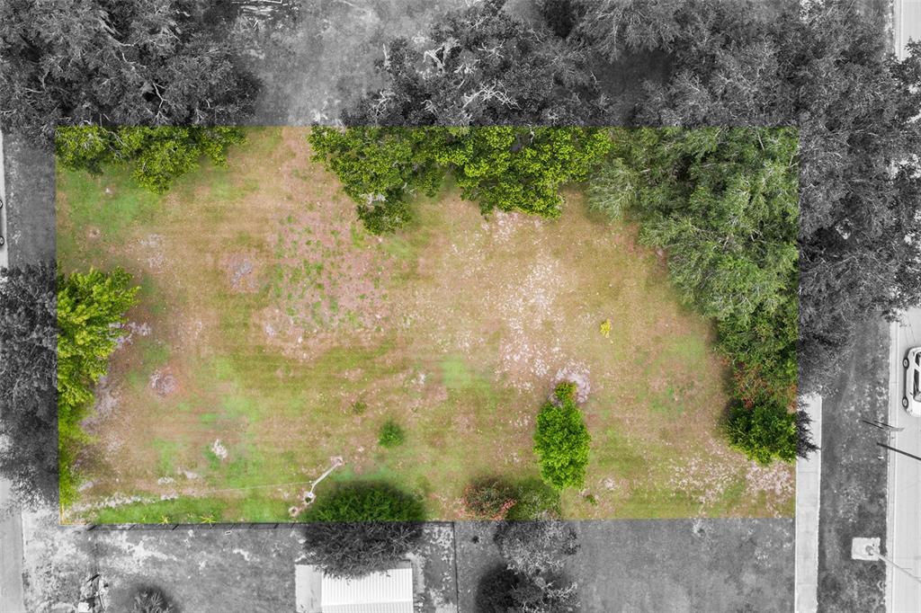 a view of a yard with plants and large trees