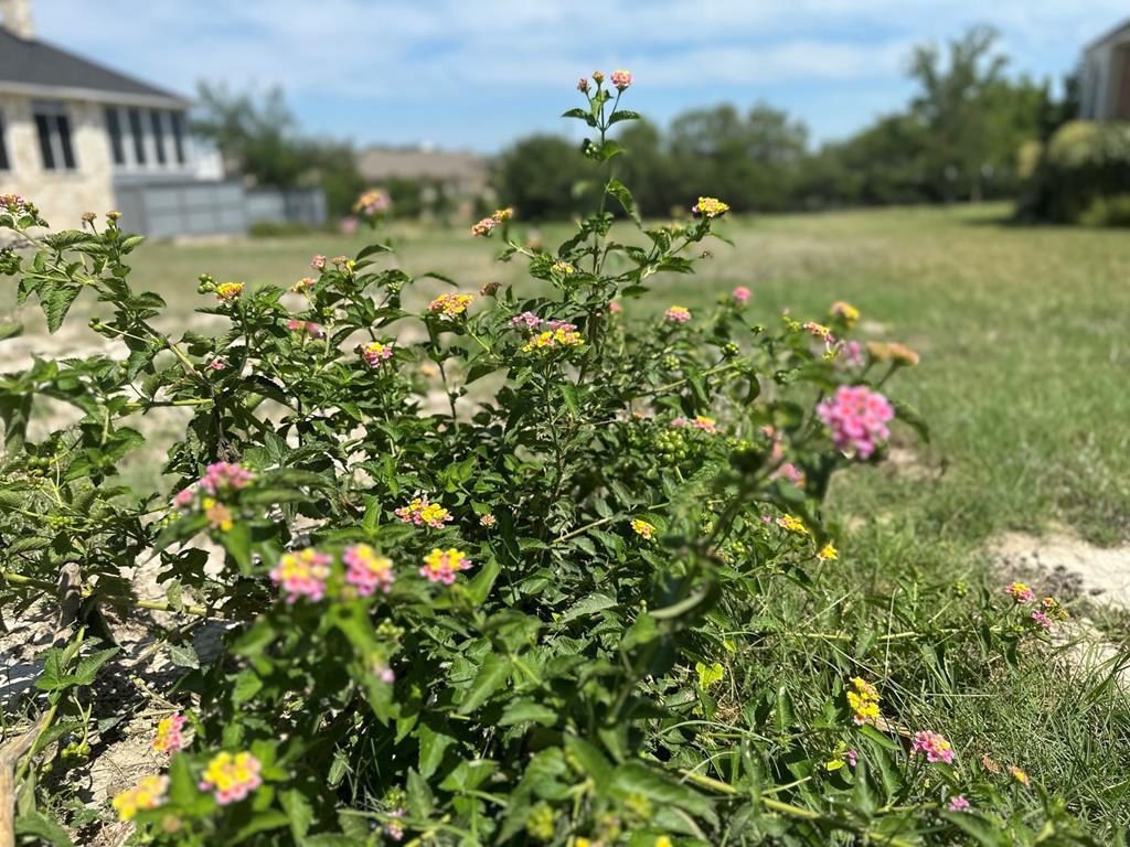 a picture of flowers