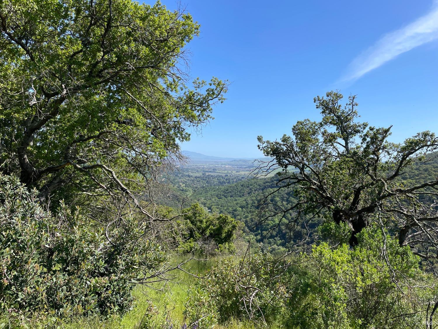 a view of a tree