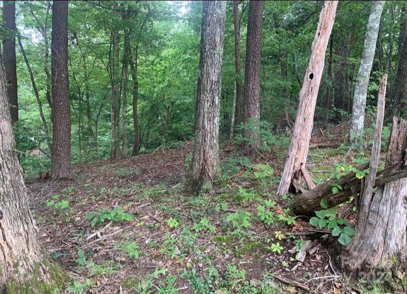 a view of a forest with trees