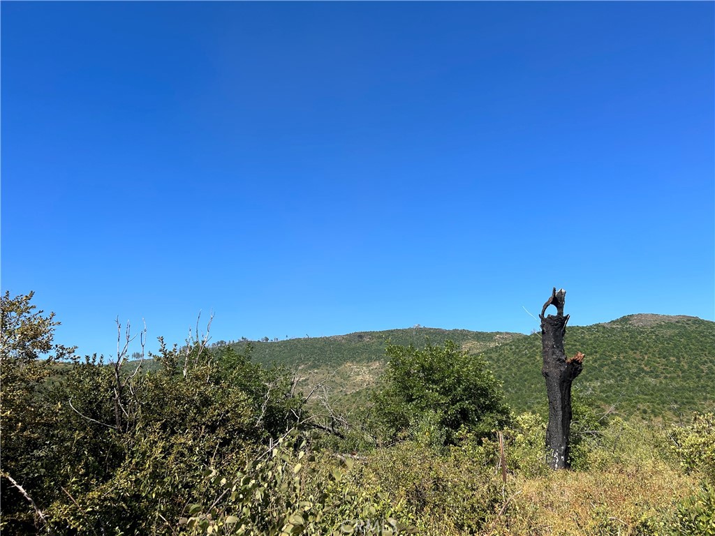 a view of a field with a tree in the background