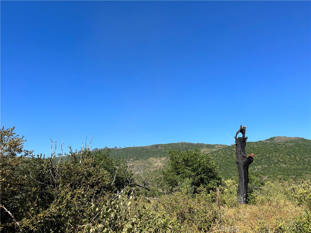 a view of a field with a tree in the background