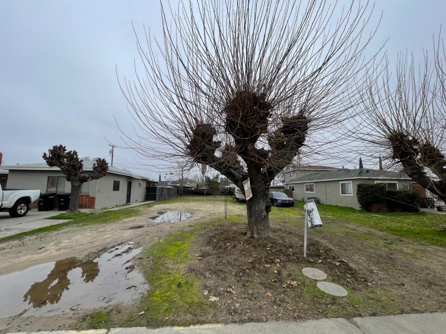 a view of a backyard with a tree