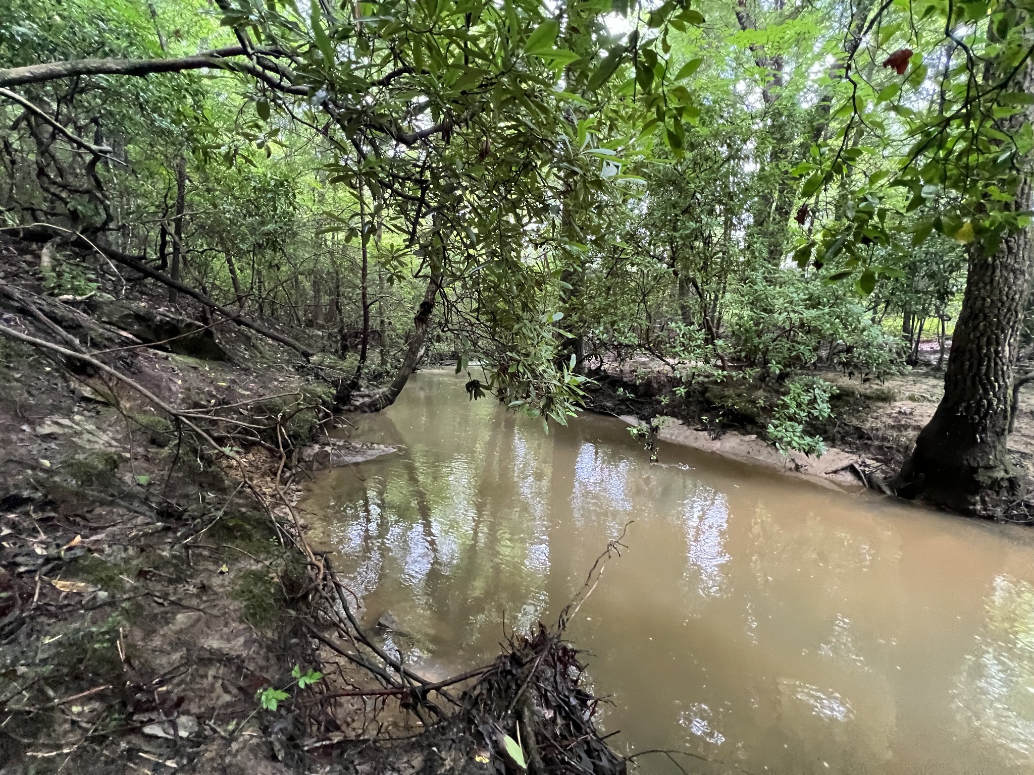 a view of a lake in a forest