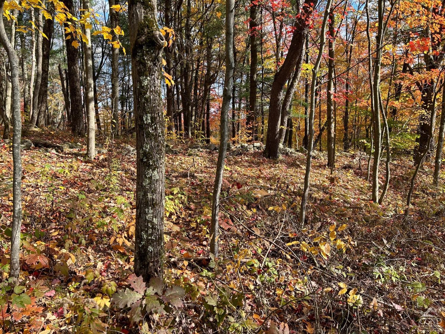 a view of a forest that has large trees