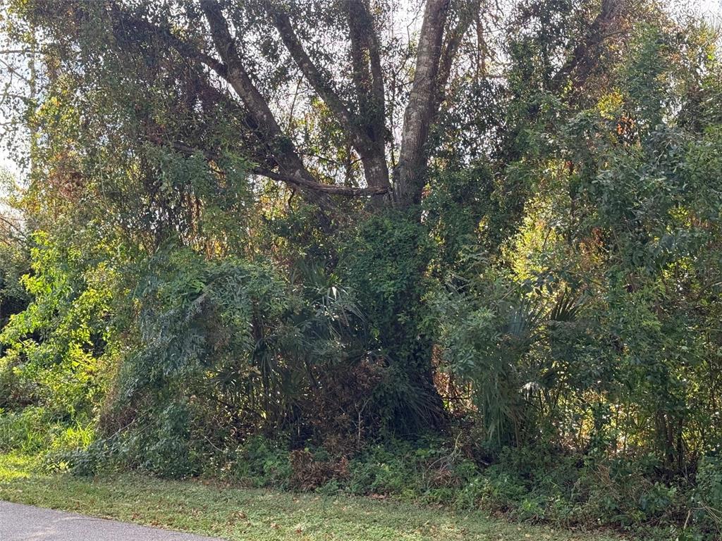 a view of a tree