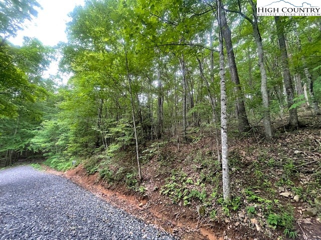 a view of a forest with trees