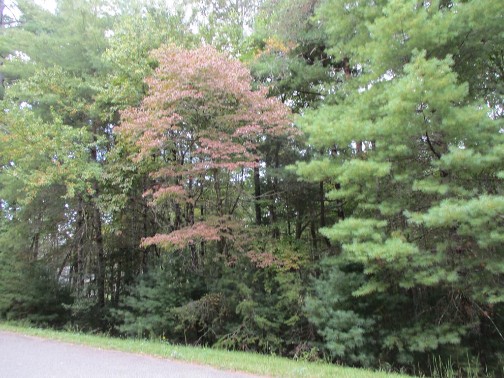 a view of a forest with a tree