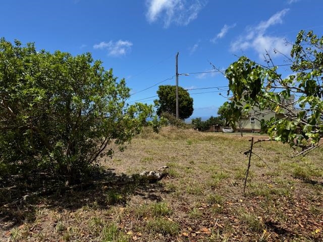 a view of a yard with plants