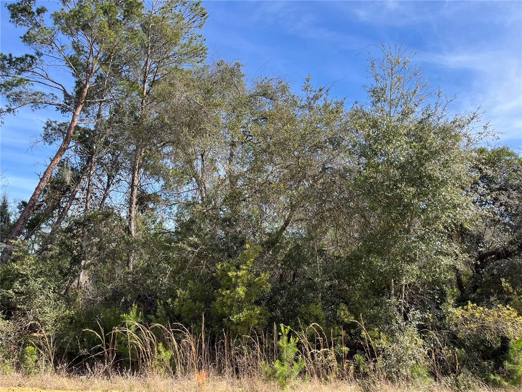 a view of a yard with a tree