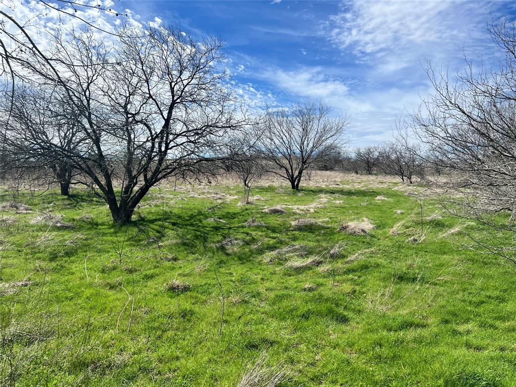 a view of yard with tree