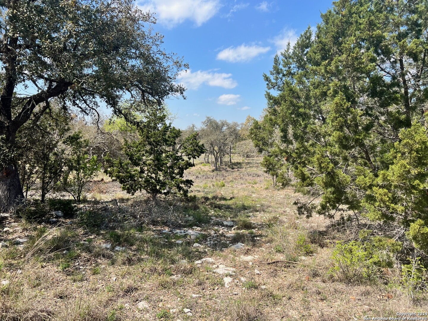 a view of a yard with a tree